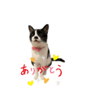 今過保護ねこスタンプ（個別スタンプ：12）