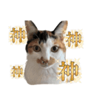 今過保護ねこスタンプ（個別スタンプ：13）