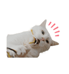 今過保護ねこスタンプ（個別スタンプ：14）