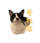 今過保護ねこスタンプ（個別スタンプ：15）