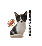 今過保護ねこスタンプ（個別スタンプ：17）