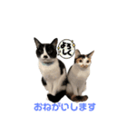 今過保護ねこスタンプ（個別スタンプ：19）