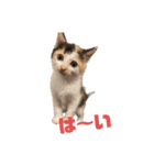 今過保護ねこスタンプ（個別スタンプ：20）