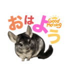 かわいいチンチラさん2（個別スタンプ：3）