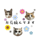 ぽんてこぷい日常（個別スタンプ：19）