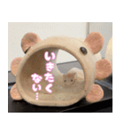 うちの子、ぽんくろ③（個別スタンプ：5）