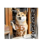 柴犬ママ【日常編】（個別スタンプ：7）