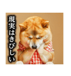 柴犬ママ【日常編】（個別スタンプ：35）