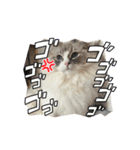 ラグドールのりりとれむ（個別スタンプ：17）