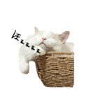 ラグドールのりりとれむ（個別スタンプ：24）
