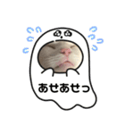 ラグドールのりりとれむ（個別スタンプ：31）
