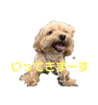 マルプーのマロンたん3（個別スタンプ：8）