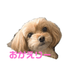 マルプーのマロンたん3（個別スタンプ：10）