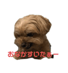 マルプーのマロンたん3（個別スタンプ：14）