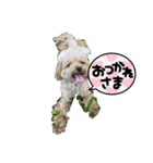 マルプーのマロンたん3（個別スタンプ：31）