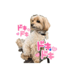 マルプーのマロンたん3（個別スタンプ：33）