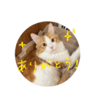 メインクーンのミケロくんスタンプ（個別スタンプ：13）