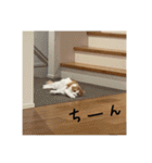 メインクーンのミケロくんスタンプ（個別スタンプ：32）