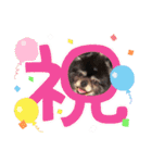 黒ポメのベルPart4（個別スタンプ：1）
