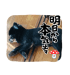 黒ポメのベルPart4（個別スタンプ：7）