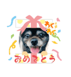 黒ポメのベルPart4（個別スタンプ：9）