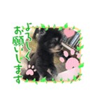 黒ポメのベルPart4（個別スタンプ：12）