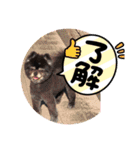 黒ポメのベルPart4（個別スタンプ：13）