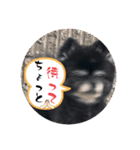 黒ポメのベルPart4（個別スタンプ：16）