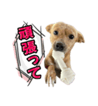 Reyくんと仲間たち（個別スタンプ：13）