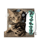 Reyくんと仲間たち（個別スタンプ：14）
