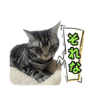 Reyくんと仲間たち（個別スタンプ：16）