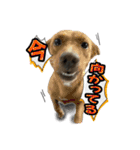 Reyくんと仲間たち（個別スタンプ：21）