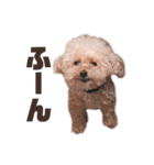 トイプードルのくるん（個別スタンプ：2）