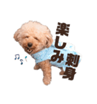 トイプードルのくるん（個別スタンプ：10）