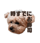 トイプードルのくるん（個別スタンプ：12）