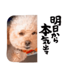 トイプードルのくるん（個別スタンプ：16）