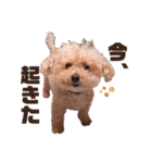トイプードルのくるん（個別スタンプ：18）
