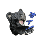 黒犬と愉快な仲間達（個別スタンプ：1）