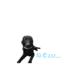 黒犬と愉快な仲間達（個別スタンプ：2）
