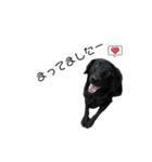 黒犬と愉快な仲間達（個別スタンプ：6）