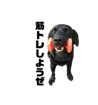 黒犬と愉快な仲間達（個別スタンプ：8）