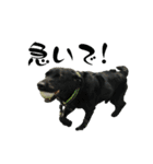 黒犬と愉快な仲間達（個別スタンプ：9）