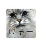 黒犬と愉快な仲間達（個別スタンプ：12）