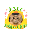 ソマリゴールデン（個別スタンプ：5）