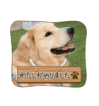 ソマリゴールデン（個別スタンプ：6）
