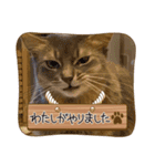 ソマリゴールデン（個別スタンプ：7）