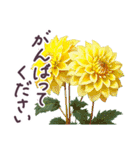 毎日使える お花 敬語✿大人上品お花（個別スタンプ：31）