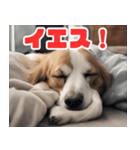 常に眠そうな犬（個別スタンプ：1）