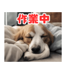 常に眠そうな犬（個別スタンプ：37）