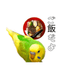 セキセイインコのピピクリム家族会話（個別スタンプ：4）